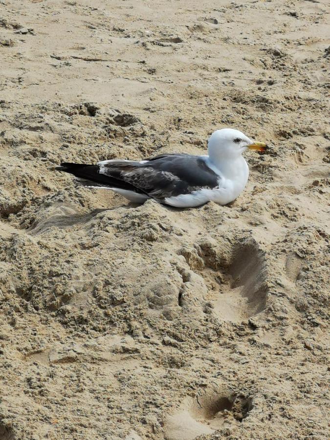 Poseidon Friends Daire Bournemouth Dış mekan fotoğraf